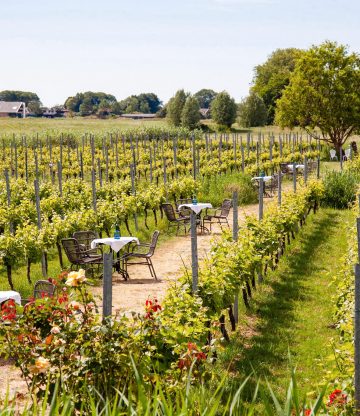Pop-up terras tussen de wijnranken op steenworp afstand van Amsterdam