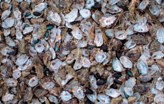 Lekker en leuke tip voor de komende maanden: zelf oesters rapen!