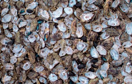 Lekker en leuke tip voor de komende maanden: zelf oesters rapen!